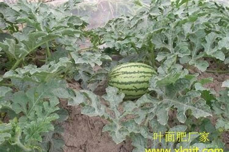 西瓜后期怎样施肥怎样管理