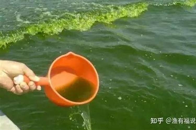 池塘里蓝藻怎么处理 鱼塘长蓝藻是什么原因