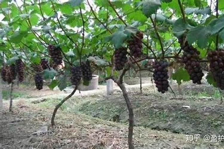 自家种的葡萄树施什么肥好