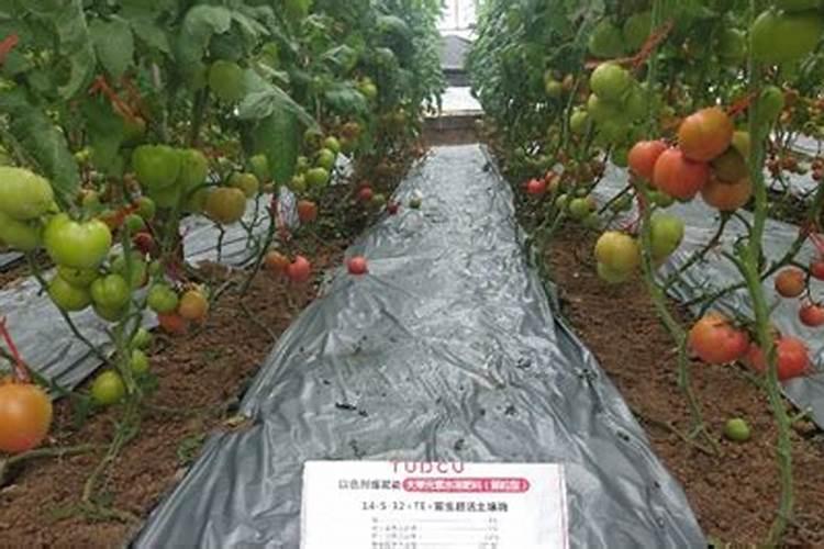 大棚西红柿施肥技术