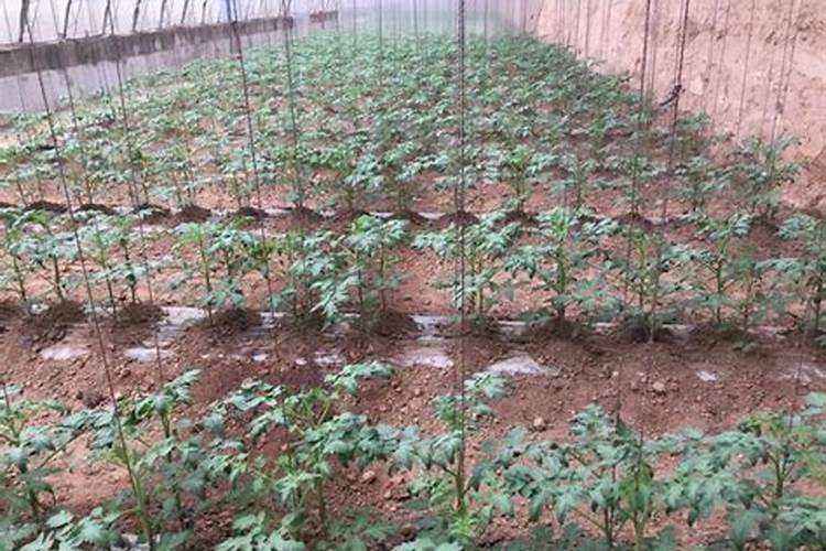 北方大棚西红柿的种植技术是什么