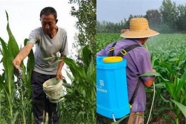 茄子需要施什么肥最好？