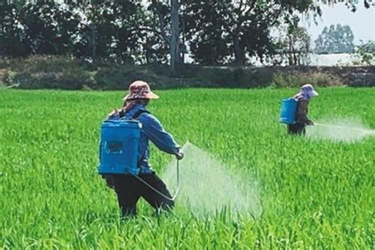 水稻打完除草隔多久追肥 可以立刻施肥吗