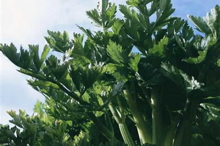 红小豆喜欢什么叶面肥