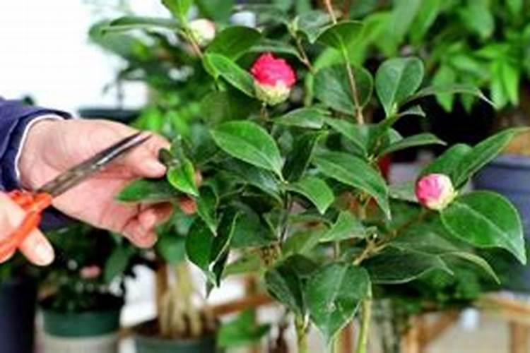 茶花如何施氮肥长得好