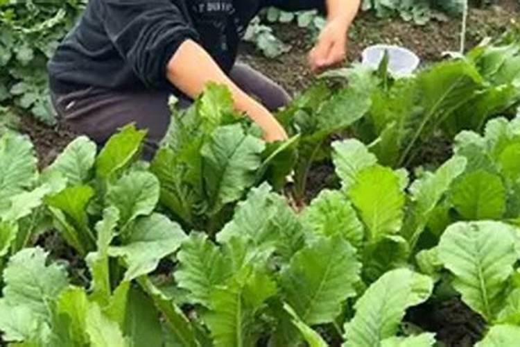 萝卜施什么肥 一般需要施这种肥