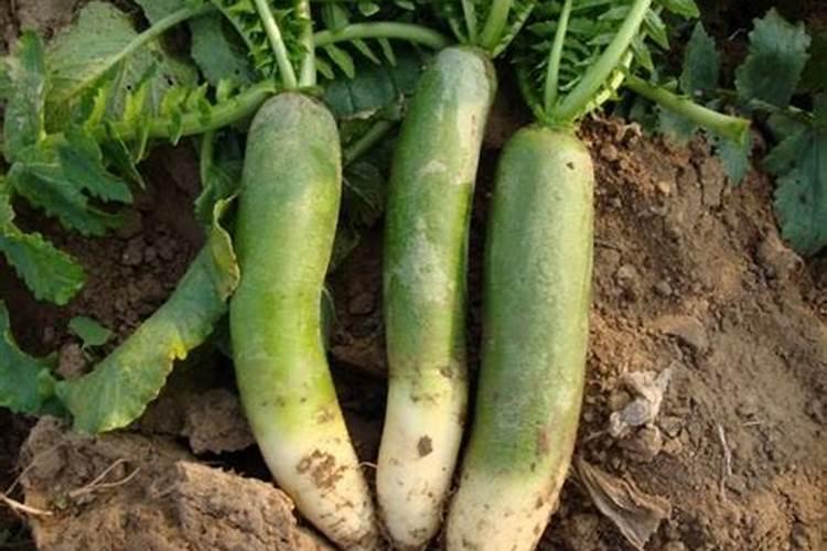 青萝卜用什么肥料好