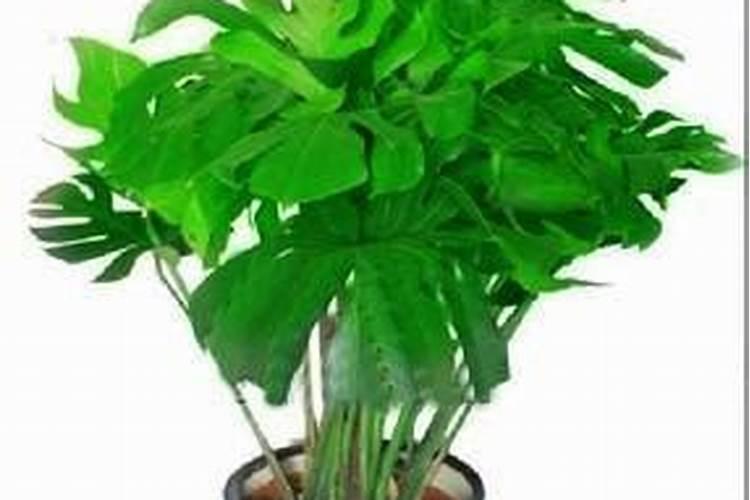 葡萄硼肥什么时候打最好？开花前？还是花期打？