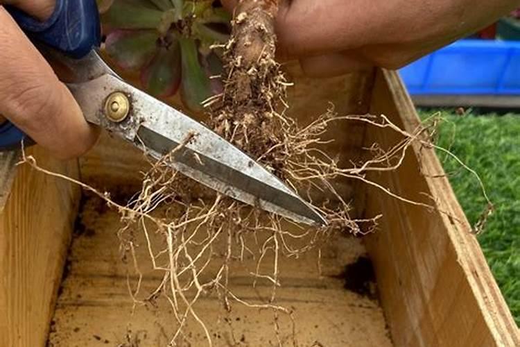 哈密瓜僵苗后怎么处理