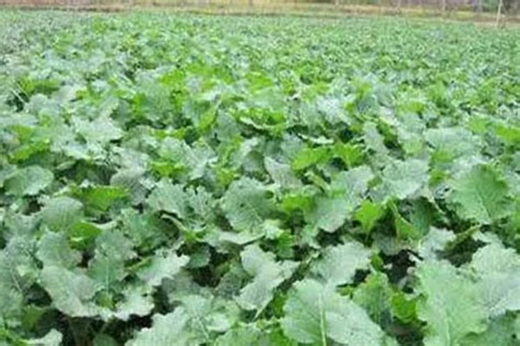 月季僵苗了怎么办 花娘教你六大招打破僵苗