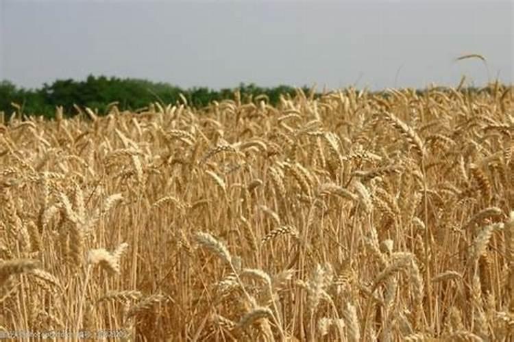 胡麻种植怎么整地施肥？