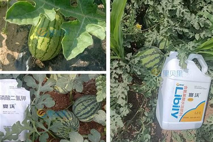 西瓜用的水溶肥和复合肥哪个好