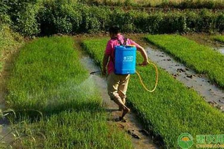 丁草胺使用方法和注意事项