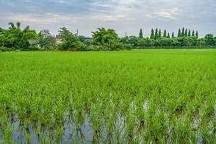 丁草胺对水稻芽有害吗