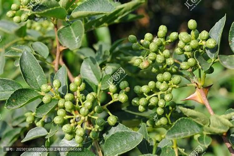 花椒树为什么根部腐烂身上流黑水