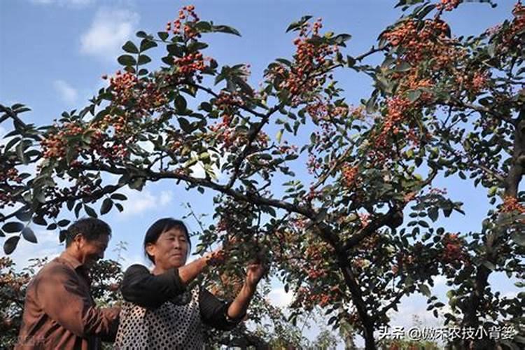 花椒树上花椒变黑是怎么回事