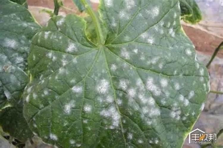 叶面肥料的相关质量标准有哪些？怎样简易识别？