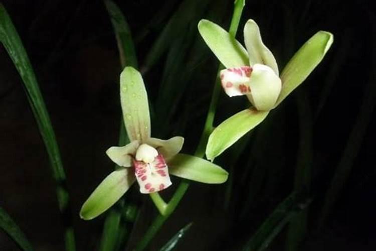 蕙兰怎么样施肥