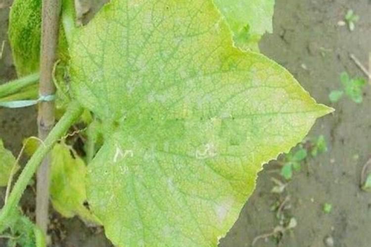 黄瓜叶枯黄死应该怎么办