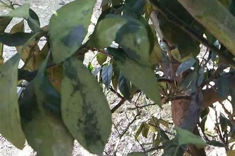 小麦播种l亩地用一包碳铵和一包磷肥可以吗？