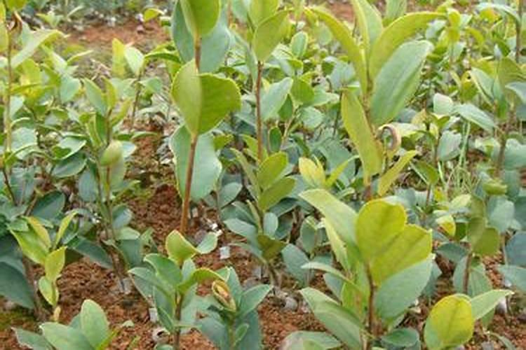 什么时候给油茶施肥最好？