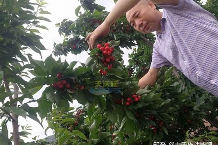 樱桃结果期冲施什么肥料好？樱桃膨大期追施用的肥料？