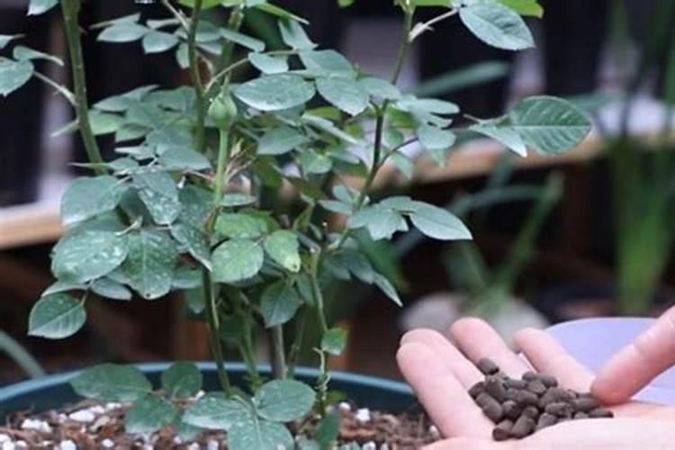 月季花施肥方法怎样给月季花施肥