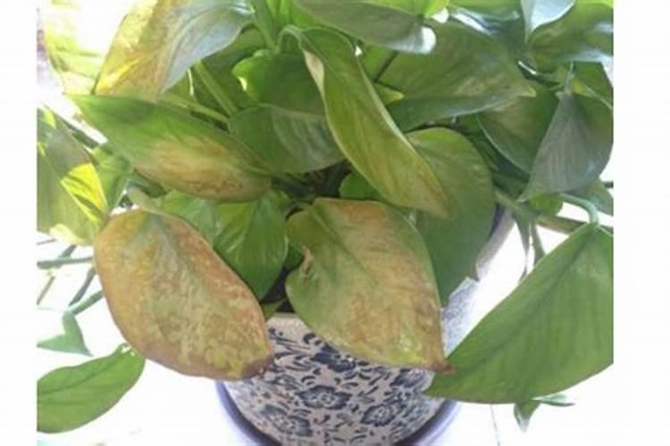 绿萝怎么养会越来越绿