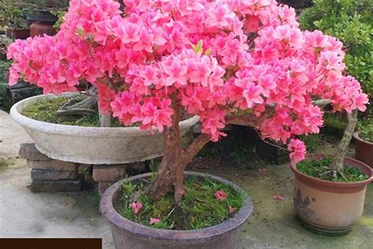 这个季节生菜病毒怎么防治