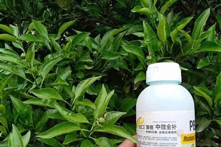 玉米打叶面肥用进口叶面肥用哪个国家的好