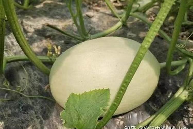 甜瓜临近成熟的时候冲施果蔬宝合适不？