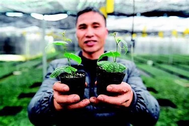 罗汉果苗淋硫酸钾起到什么作用