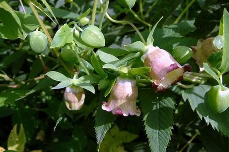 轮叶党参是一味中药材,怎样种植轮叶党参呢？