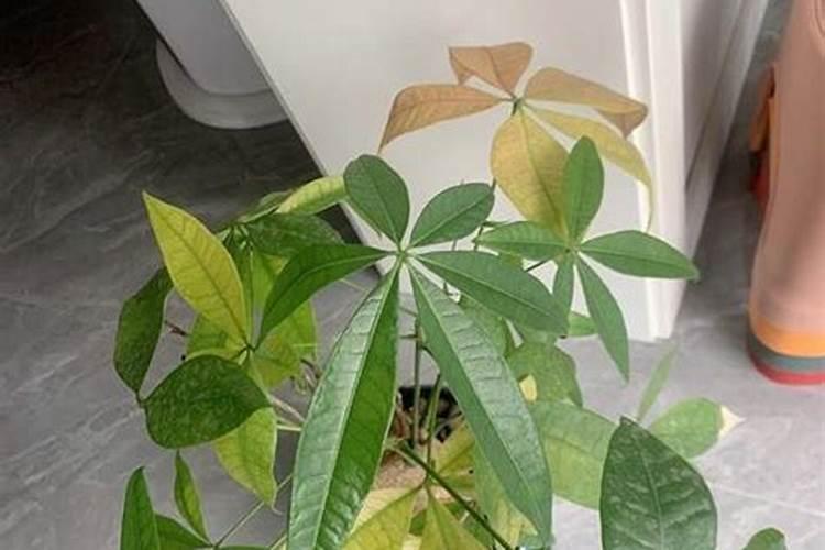 草莓叶子黄是怎么回事？