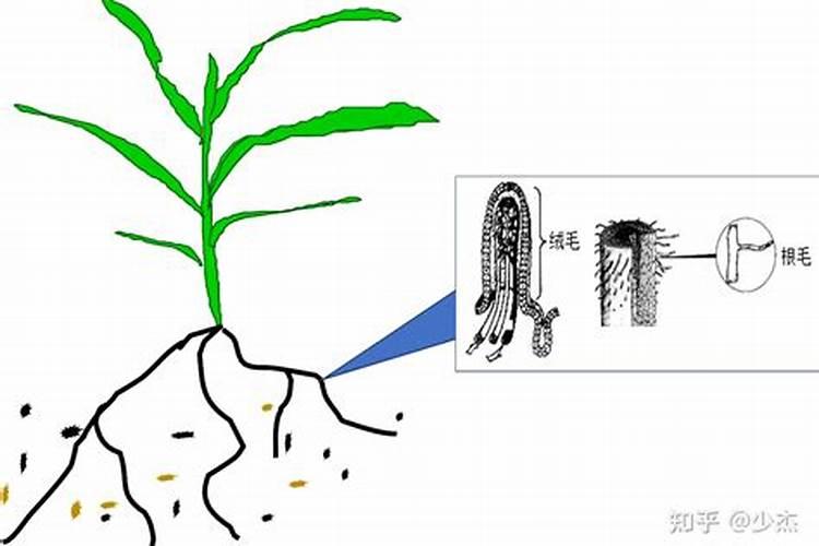 什么是磷肥 磷肥促进植物什么生长