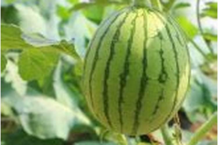 月季花肥用什么合适 肥料制作与使用方法