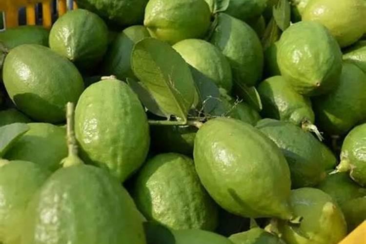 香水柠檬一年开几次花