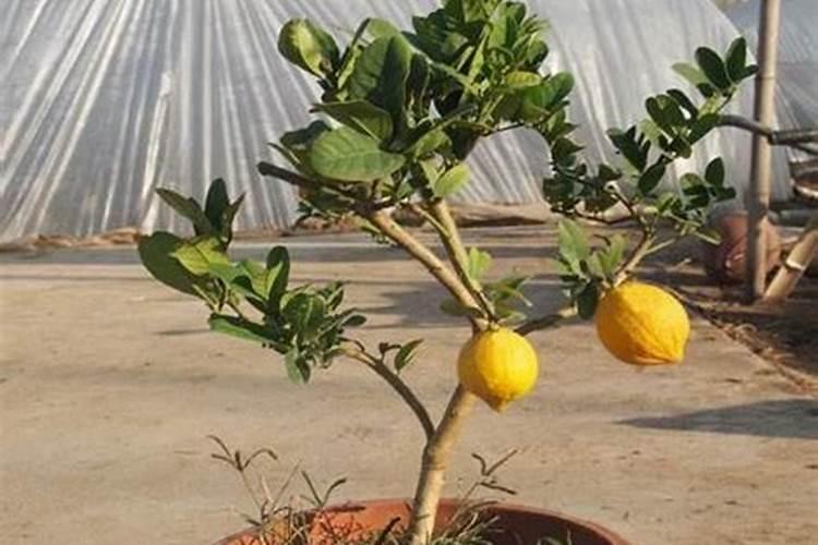 香水柠檬种植