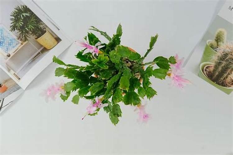 冬天花卉需要肥料吗