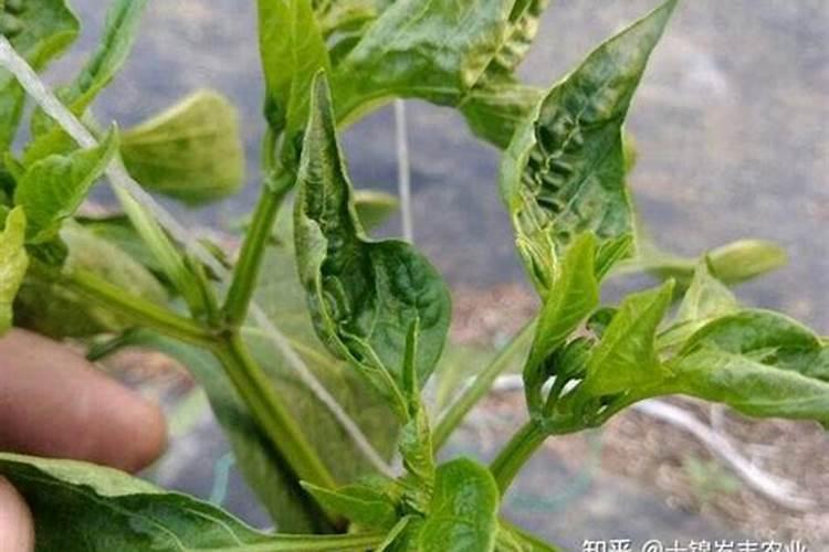 辣椒用什么肥料好