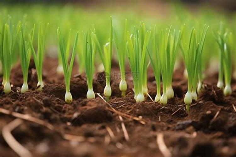 蒜苗施什么肥蒜苗怎么施肥