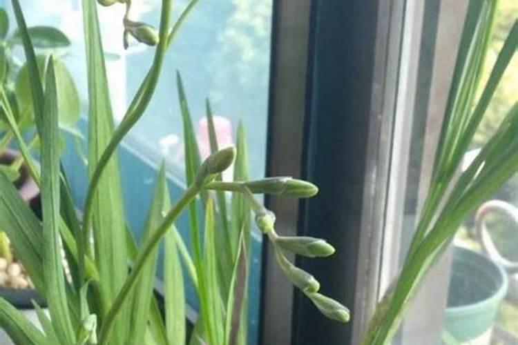 兰花几月份施磷酸二氢钾最佳 兰花几月份施磷酸二氢钾最好