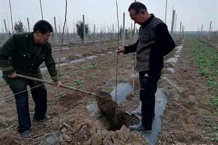 柿子树施什么肥料好