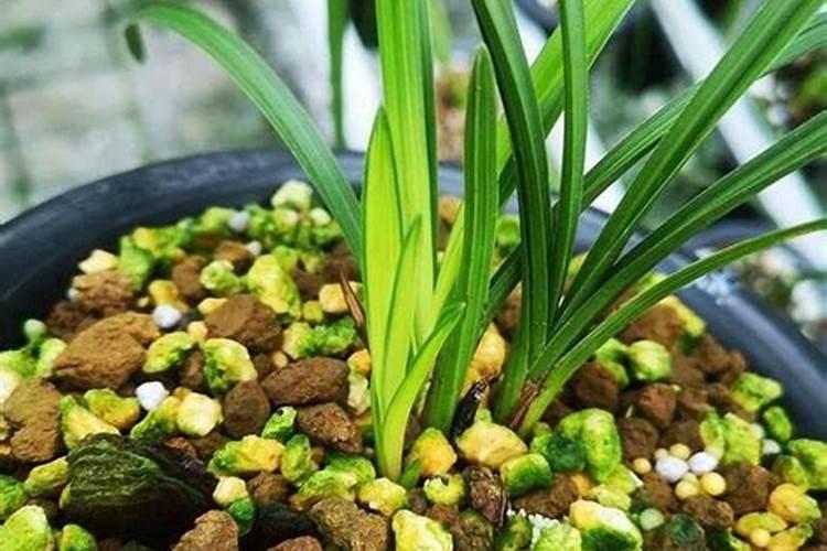 兰花叶子上长青苔怎么治？