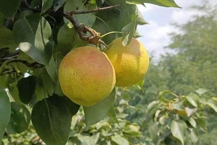 黑龙江省可以种植南果梨吗？