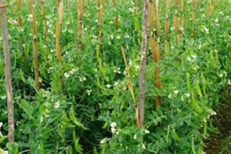 荷兰豆可以浇钾肥吗？