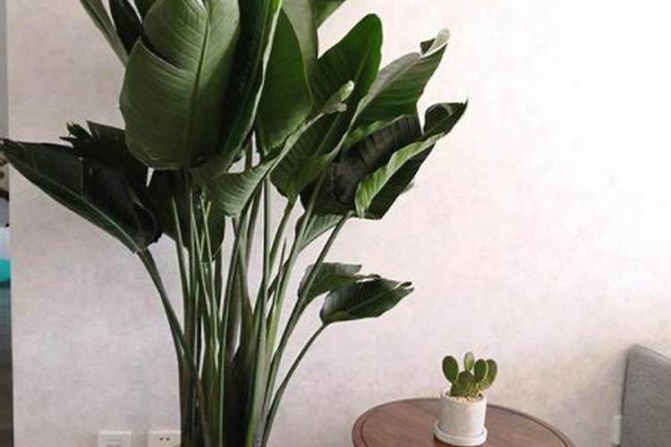 天堂鸟绿植怎么养 ,学会养护技巧,叶片肥绿窜老高