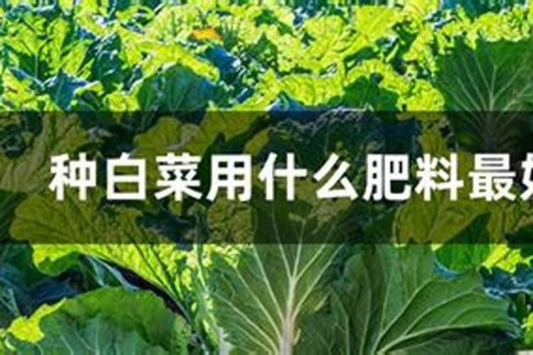 白菜用什么叶面肥好