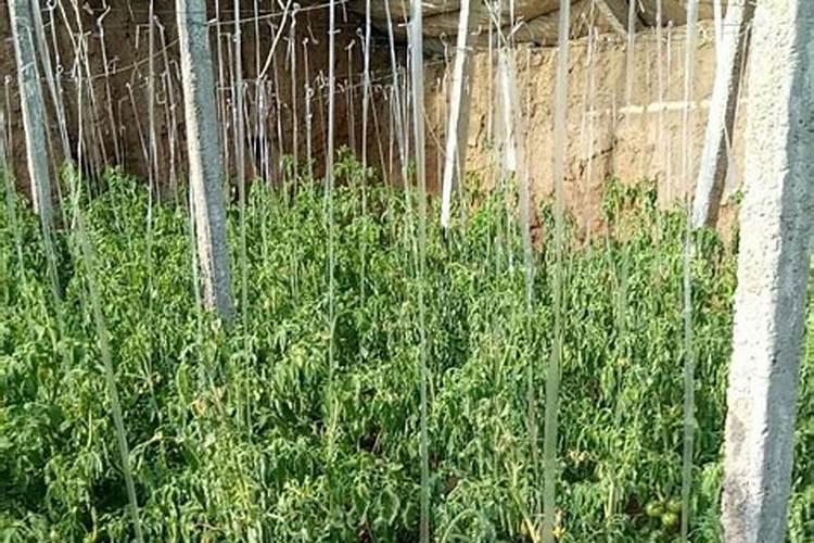 鱼蛋白肥料的功效与作用