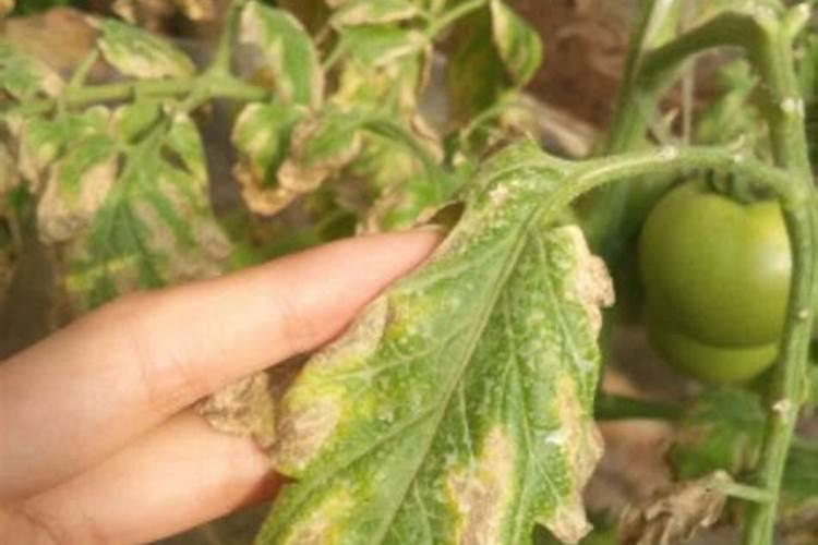 果树叶面肥喷施八注意 种果树需要注意什么